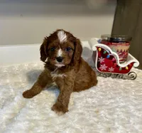 Fifi, a female Cavapoo for sale in Pontiac, MI – Photo 1 of 5