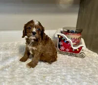 Fifi, a female Cavapoo for sale in Pontiac, MI – Photo 3 of 5