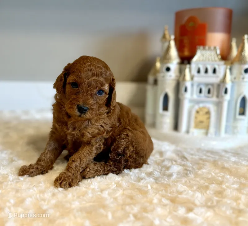Ruby – Poodle - Toy  puppy for sale in Pontiac, MI