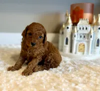 Ruby, a female Poodle - Toy  for sale in Pontiac, MI – 1 of 3