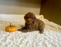 Charlie, a male Poodle - Toy  for sale in Pontiac, MI – Photo 2 of 6