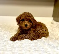 Charlie, a male Poodle - Toy  for sale in Pontiac, MI – Photo 6 of 6