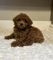 Charlie, a male Poodle - Toy  for sale in Pontiac, MI – Photo 3 of 6