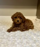 Charlie, a male Poodle - Toy  for sale in Pontiac, MI – Photo 5 of 6