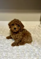 Charlie, a male Poodle - Toy  for sale in Pontiac, MI – Photo 1 of 6