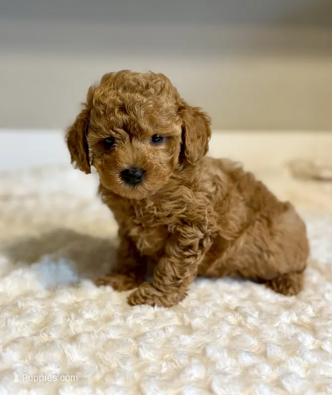 Teddy – Poodle - Toy  puppy for sale in Pontiac, MI