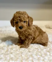 Teddy, a male Poodle - Toy  for sale in Pontiac, MI – 1 of 5