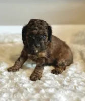 Leo , a male Poodle - Toy  for sale in Pontiac, MI – 5 of 5