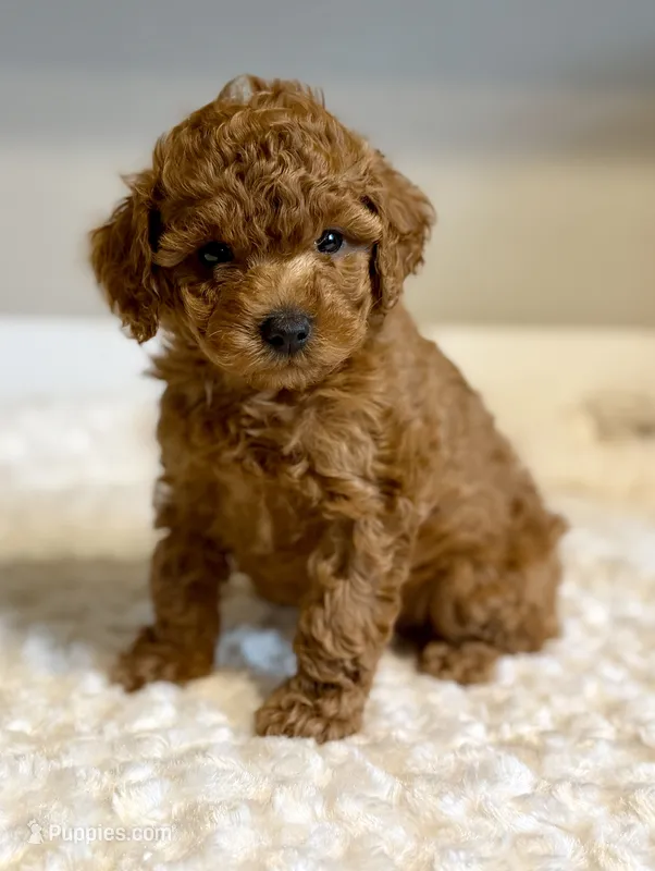 Ruby – Poodle - Toy  puppy for sale in Pontiac, MI