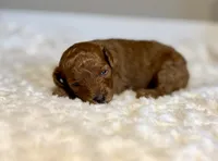 Rosie , a female Poodle - Toy  for sale in Pontiac, MI – 2 of 3