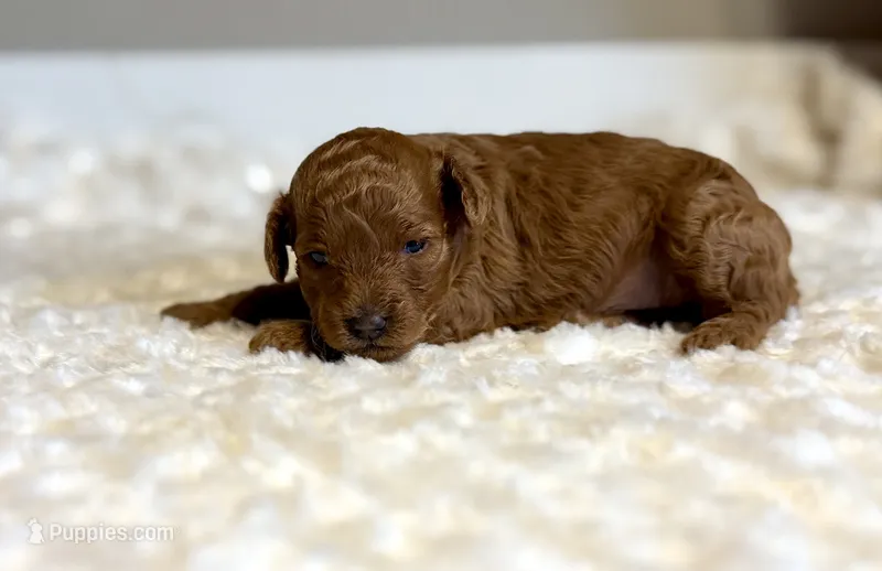 Ruby Red Princess  – Poodle - Toy  puppy for sale in Pontiac, MI