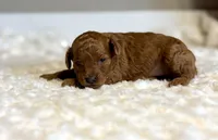 Ruby Red Princess , a  Poodle - Toy  for sale in Pontiac, MI – 1 of 4