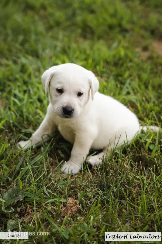 Rio – Labrador Retriever puppy for sale in Mansfield, MO
