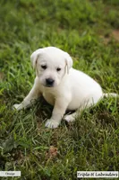 Rio, a male Labrador Retriever for sale in Mansfield, MO – 3 of 5