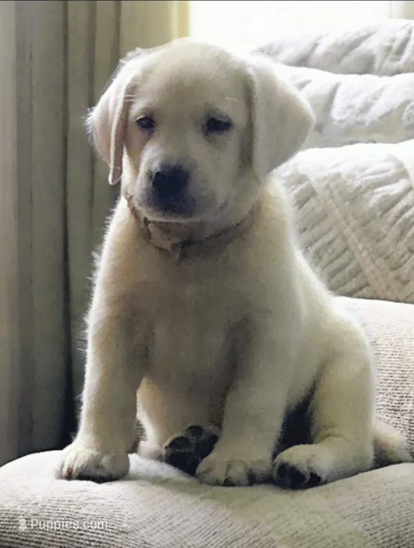 Maverick  – Labrador Retriever puppy on hold in Mansfield, MO