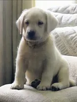 Maverick , a male Labrador Retriever for sale in Mansfield, MO – 1 of 2