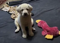 Georgia, a female Labrador Retriever for sale in Mansfield, MO – 2 of 4