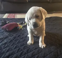 Rip, a male Labrador Retriever for sale in Mansfield, MO – Photo 2 of 2