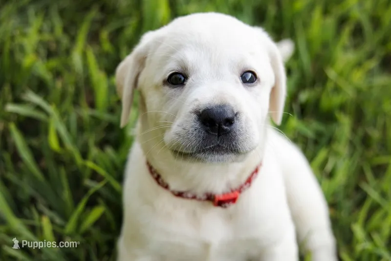Pearl – Labrador Retriever puppy for sale in Mansfield, MO