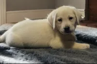 Maverick , a male Labrador Retriever for sale in Mansfield, MO – 2 of 2