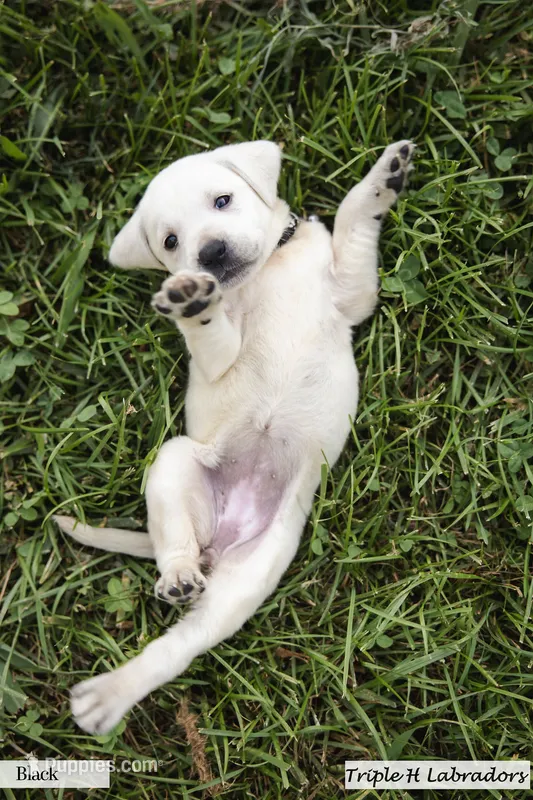 Elsa – Labrador Retriever puppy for sale in Mansfield, MO