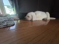Rio, a male Labrador Retriever for sale in Mansfield, MO – 5 of 5