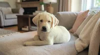 Stetson, a male Labrador Retriever for sale in Mansfield, MO – 2 of 3