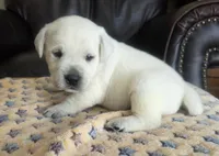 Rip, a male Labrador Retriever for sale in Mansfield, MO – 1 of 2