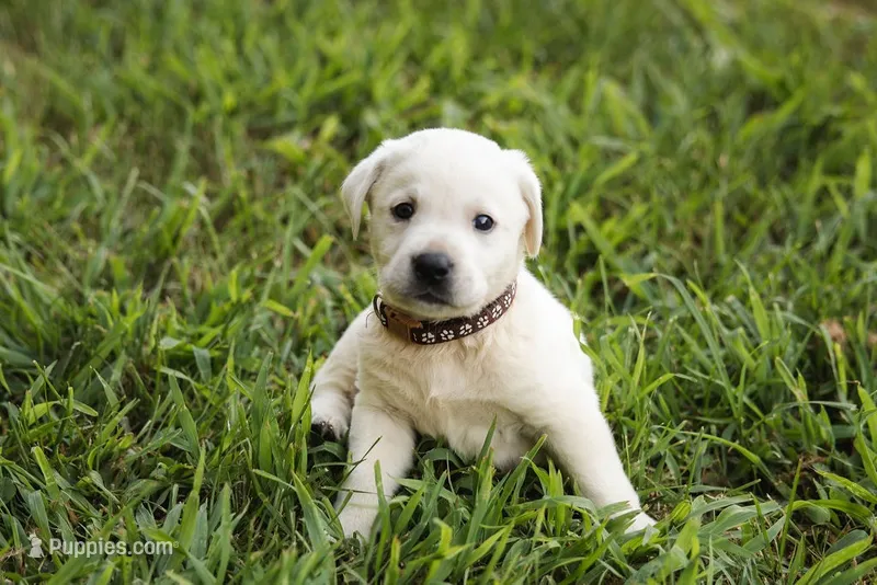 Rip – Labrador Retriever puppy for sale in Mansfield, MO