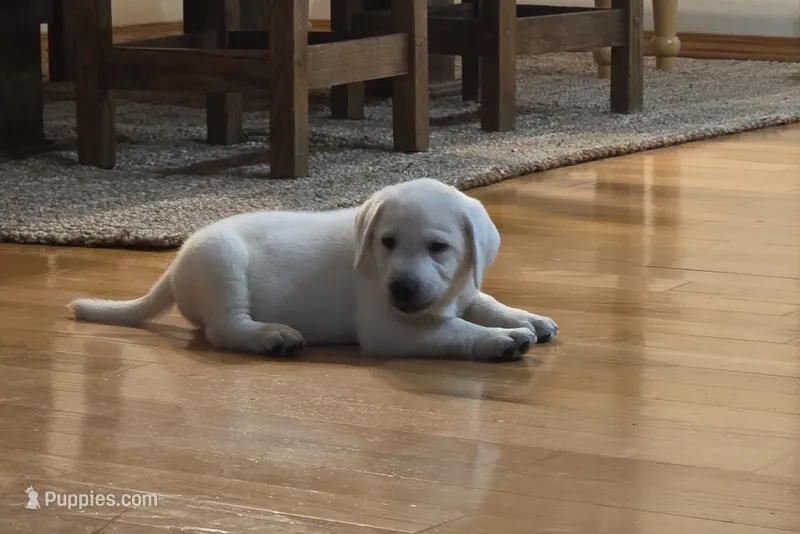 Ice – Labrador Retriever puppy for sale in Mansfield, MO