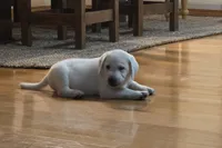 Ice, a male Labrador Retriever for sale in Mansfield, MO – 1 of 3