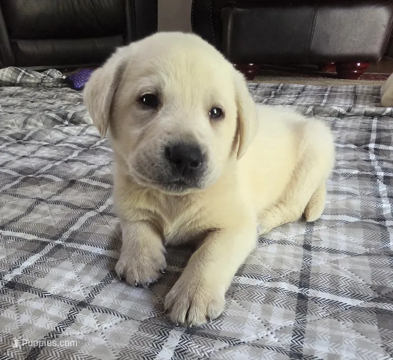 Rip – Labrador Retriever puppy for sale in Mansfield, MO
