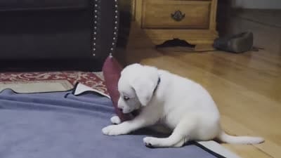 Georgia, a female Labrador Retriever for sale in Mansfield, MO – 3 of 4