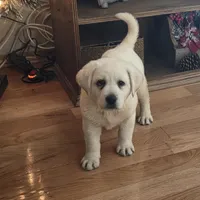 Hank, a male Labrador Retriever for sale in Mansfield, MO – Photo 1 of 3