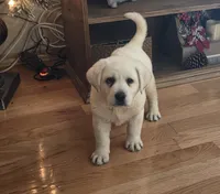 Hank, a male Labrador Retriever for sale in Mansfield, MO – Photo 1 of 3