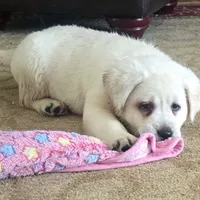 Hank, a male Labrador Retriever for sale in Mansfield, MO – Photo 3 of 3