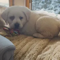 Hank, a male Labrador Retriever for sale in Mansfield, MO – Photo 2 of 3