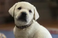 Rio, a male Labrador Retriever for sale in Mansfield, MO – 2 of 5