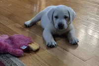 Ice, a male Labrador Retriever for sale in Mansfield, MO – 2 of 3