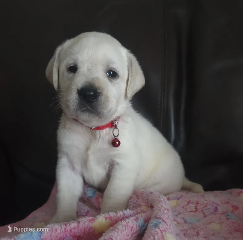 Pearl – Labrador Retriever puppy for sale in Mansfield, MO