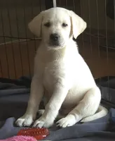 Finn, a male Labrador Retriever for sale in Mansfield, MO – 2 of 3