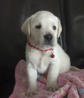 Pearl, a female Labrador Retriever for sale in Mansfield, MO – 2 of 2