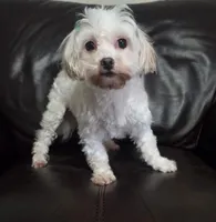 Lucy, a female Maltese for sale in Mansfield, MO – 2 of 3