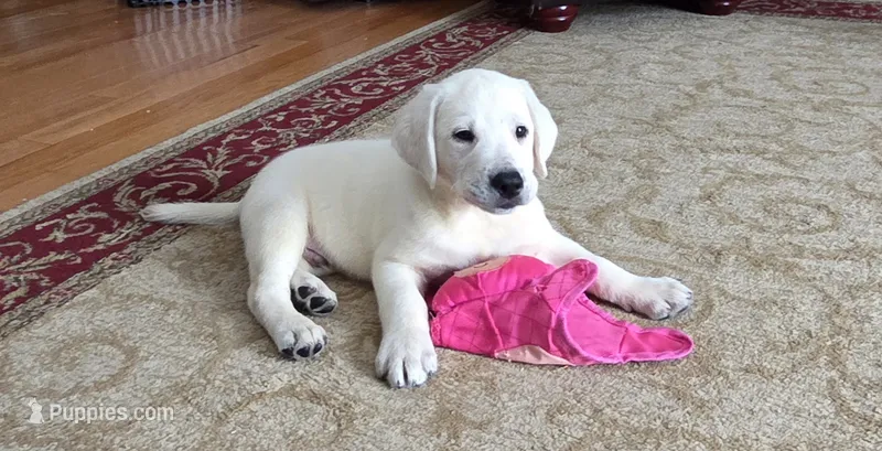 Rip – Labrador Retriever puppy for sale in Mansfield, MO