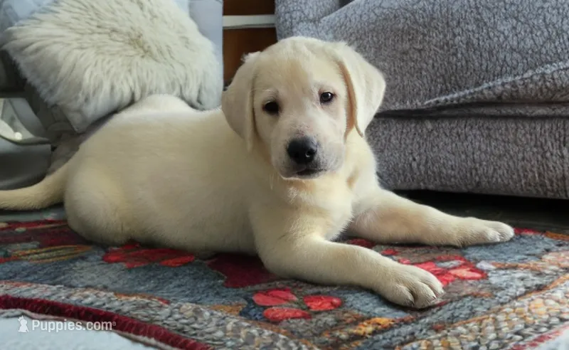 Finn – Labrador Retriever puppy for sale in Mansfield, MO