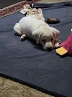 Georgia, a female Labrador Retriever for sale in Mansfield, MO – 4 of 4