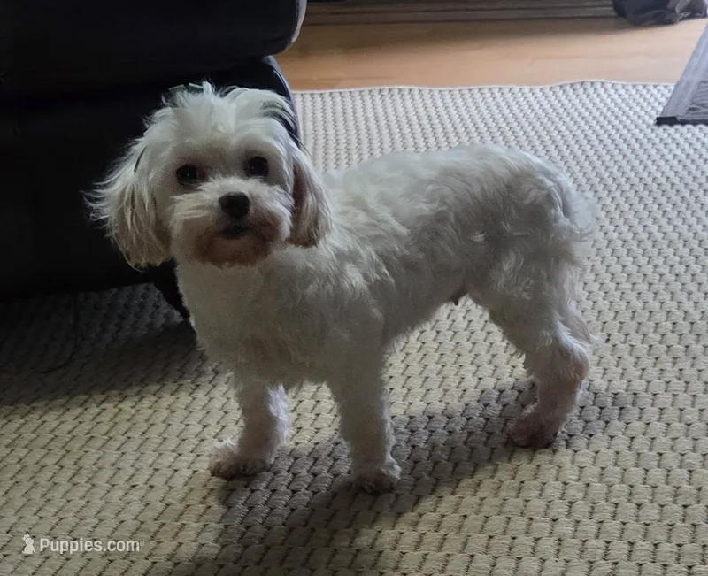 Lucy – Maltese puppy for sale in Mansfield, MO