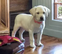 Elsa, a female Labrador Retriever for sale in Mansfield, MO – 1 of 1
