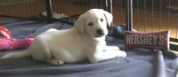 Finn, a male Labrador Retriever for sale in Mansfield, MO – 3 of 3