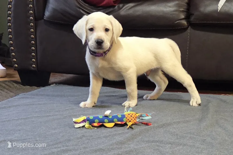 Rip – Labrador Retriever puppy for sale in Mansfield, MO